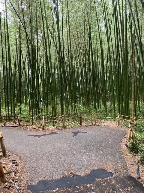 Kyoto: Essential Tour with Fushimi Inari & Bamboo Grove - Arashiyama Bamboo Grove: calm, light, and district context