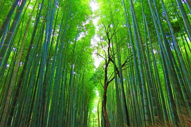 Kyoto Full-Day Private Tour by Public Transportation - How this Kyoto day plan fits together from bamboo to the Golden Pavilion
