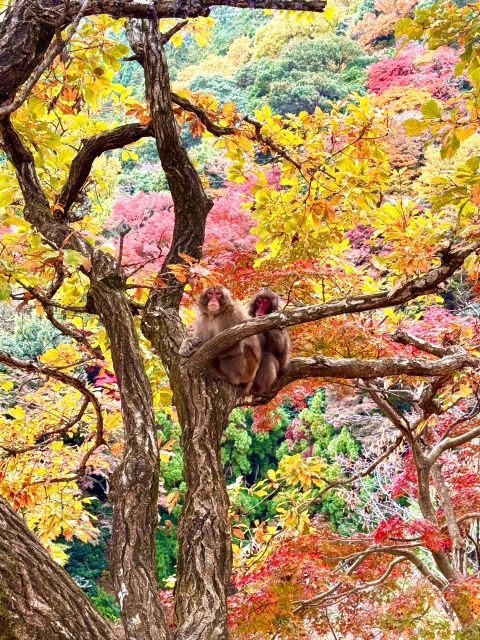 Kyoto: Fully customizable your own tour in the old capital - Key points that make this Kyoto tour worth it