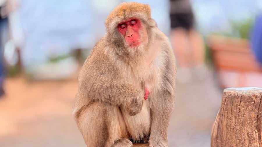 Kyoto: Fushimi, Arashiyama - Bamboo, Monkey, Torii & Secrets - Price and value: is $88 a good deal?