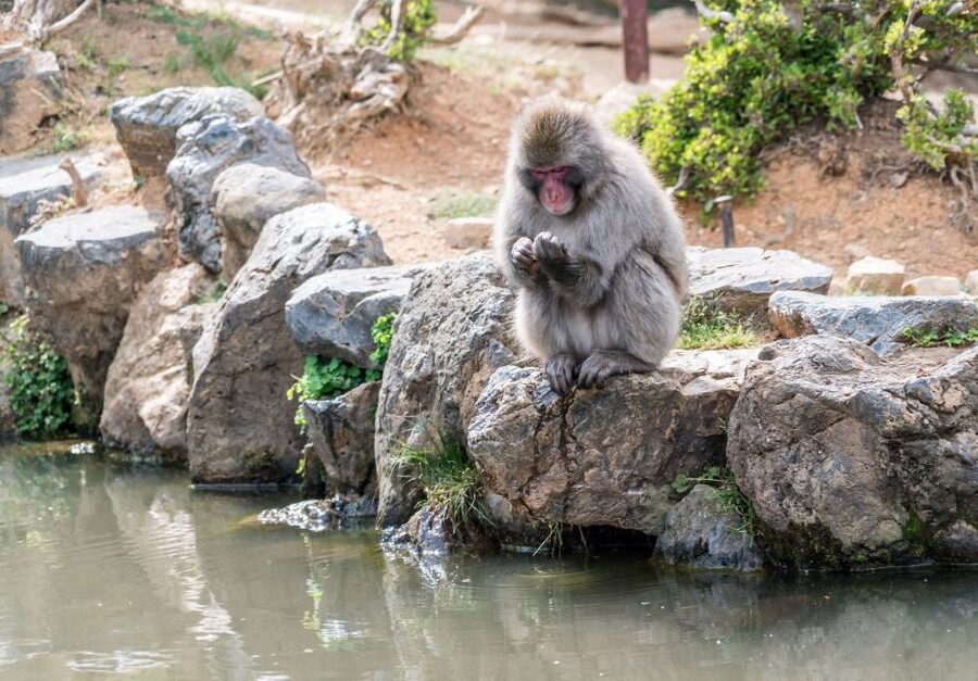 Kyoto: Fushimi, Arashiyama - Bamboo, Monkey, Torii & Secrets - Tenryuji’s Zen garden: a calm pause with real atmosphere