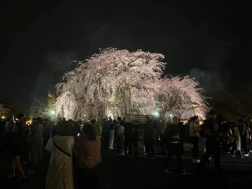 Kyoto: Gion Walking Tour - What is included, and what is not: Hanamikoji-dori is intentionally left out