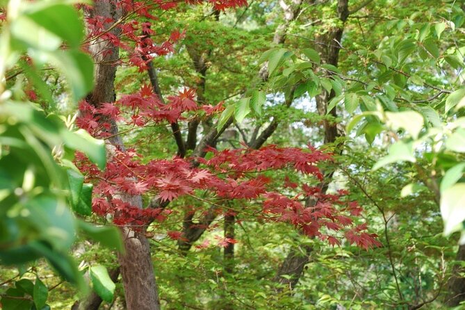 Kyoto Guided Tour of Bamboo Forest, Temple and more - The Smart Way To Fit Arashiyama Into Kyoto Time