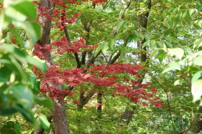 Kyoto Guided Tour of Bamboo Forest, Temple and more - Price And Value: Why $72.03 Can Make Sense