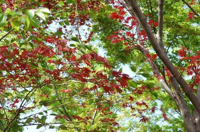 Kyoto Guided Tour of Bamboo Forest, Temple and more - Should You Book This Kyoto Bamboo Forest, Temple, And More Tour?