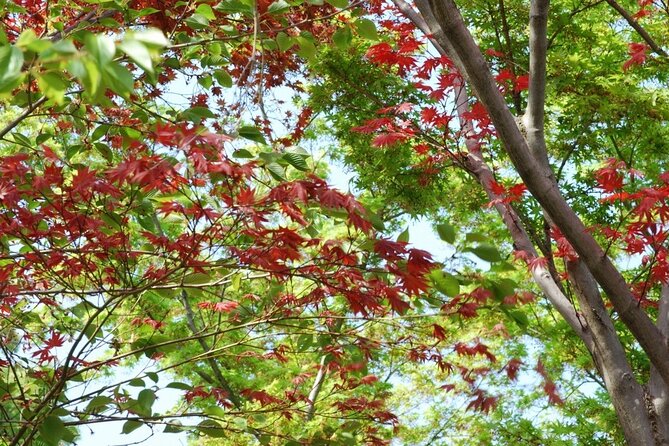 Kyoto: Guided Tour of Bamboo Forest, Temple and more - Tenryu-ji Zen Temple: World Heritage Calm, Not a Speed-Through