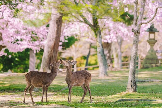 Kyoto Highlights Tour: Arashiyama, Nara Park and Fushimi Inari - Arashiyama Nakaoshitacho: River-Air Stroll Before the Bamboo