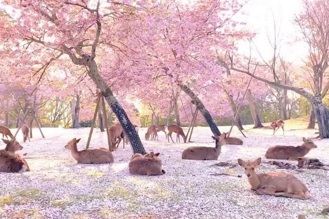 Kyoto Highlights Tour: Arashiyama, Nara Park and Fushimi Inari - Nonomiya Shrine and Togetsukyō Bridge: A Calm Finish With Big Views