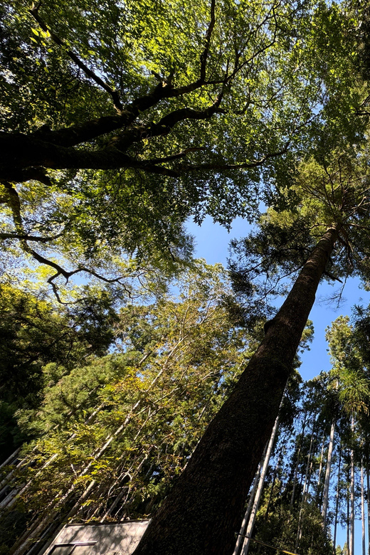 Kyoto: Kifune Shrine and the Sacred Kifune Valley Day Trip - Key highlights that make this day trip worth it