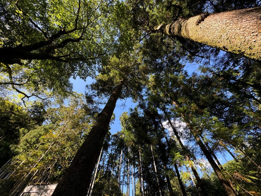 Kyoto: Kifune Shrine and the Sacred Kifune Valley Day Trip - Private guide energy: how Yoshi and Kisho Hasegawa shaped the day