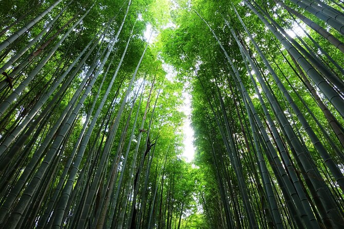 Kyoto Morning Tour with English Speaking Guide - Fushimi Inari Taisha: walking the torii without missing the meaning