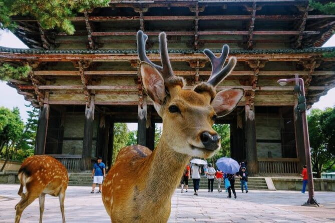Kyoto & Nara Day Tour: Golden Pavilion, Fushimi Inari & Deer Park - Arashiyama Bamboo Forest and Tenryu-ji: A Quiet Patch in the Middle