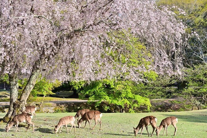 Kyoto & Nara Day Tour: Golden Pavilion, Fushimi Inari & Deer Park - Golden Pavilion Kinkakuji: Gold Reflections and a Calm Walk