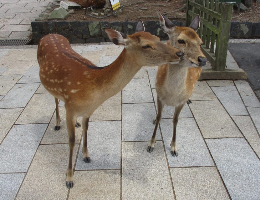KYOTO-NARA: Giant Buddha Deer Pagoda "Geisya" (Italian, full day) - Back at Kyoto Station: use the one-hour break well