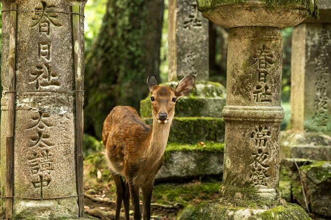 Kyoto&Nara Private Highlights Tour with English driver Pickup - Key Points That Make This Tour Worth Your Time