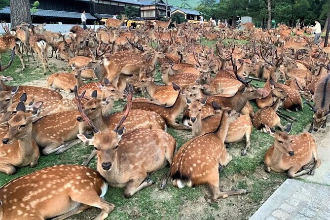 Kyoto & Nara Private Tour from Osaka Kyoto Hotel Pick-up - Why Kyoto and Nara in one day feels smart