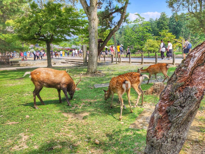 Kyoto: Nara, Todaiji, Kasuga Taisha Shrine Private Full Day - Why This Nara Day Feels Worth the Time
