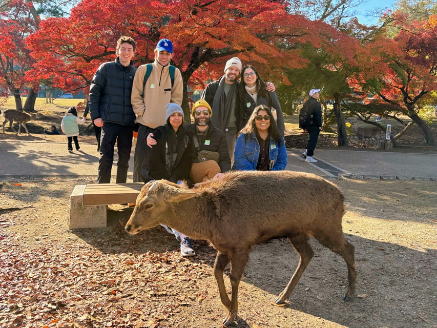 Kyoto: Nara & Traditional Matcha Experience Bus Tour - Key Highlights You’ll Remember