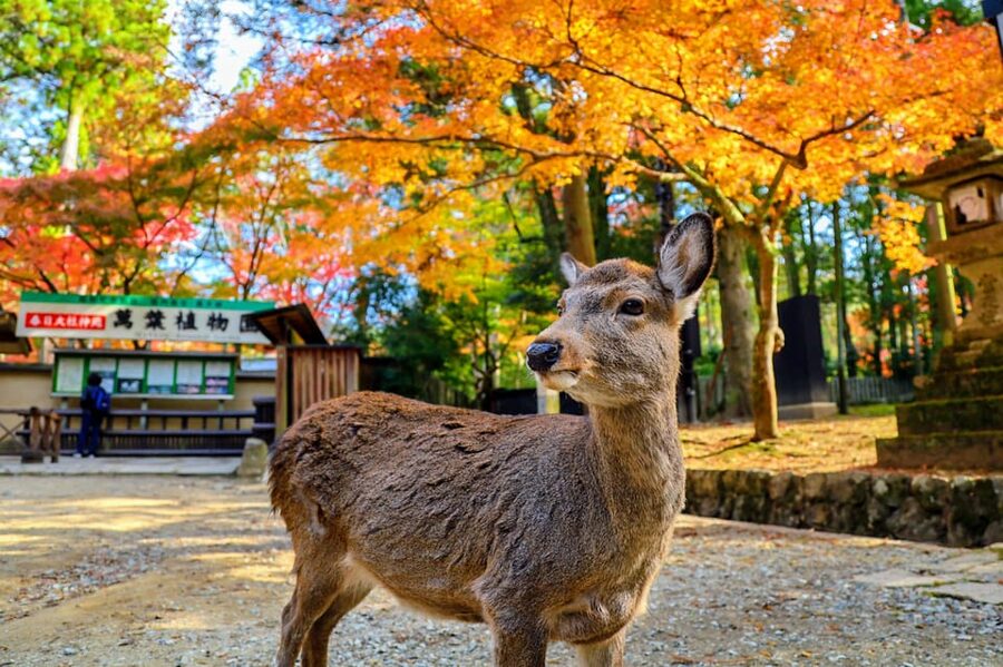 Kyoto: Nara & Traditional Matcha Experience Bus Tour - Todaiji Temple in a Giant Wooden Hall