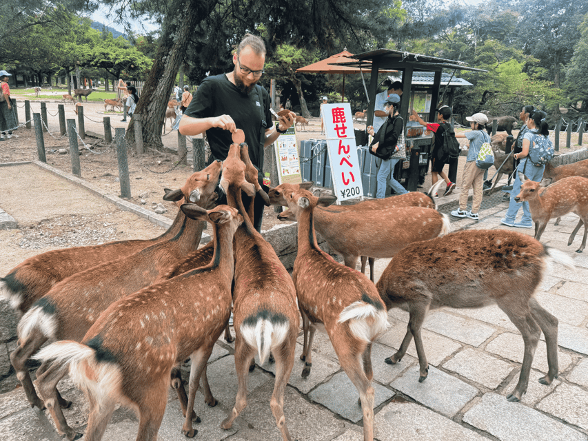 Kyoto: Nara & Traditional Matcha Experience Bus Tour - Lunch on a Schedule, Plus Time to Shop in Uji