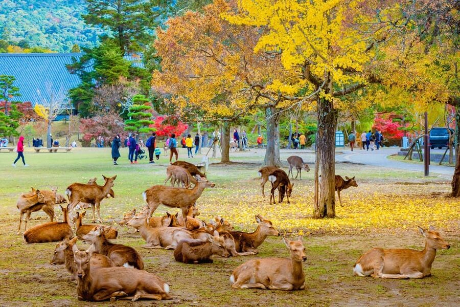 Kyoto/Osaka: Kyoto and Nara Customized Private Guided Tour - How your customized itinerary gets built