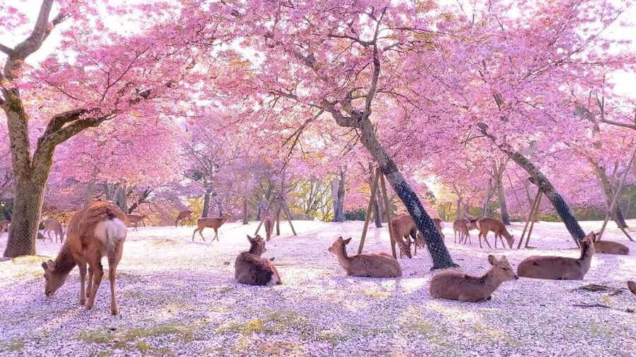 Kyoto/Osaka: Kyoto and Nara Customized Private Guided Tour - Price, group size, and what value really means here
