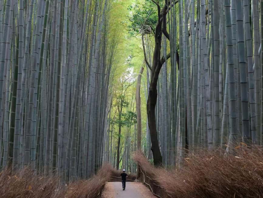Kyoto/Osaka: Kyoto&Nara Customized Private Highlights Tour - Key things that make this tour worth your time