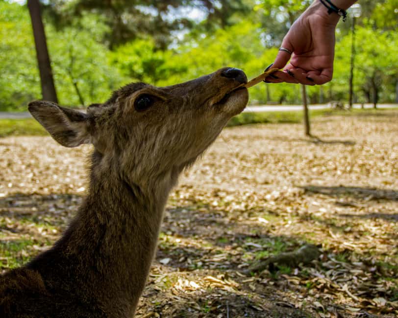 Kyoto/Osaka: Kyoto&Nara Customized Private Highlights Tour - Price and value, plus what will cost extra