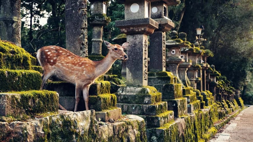 Kyoto/Osaka: Nara, Fushimi Inari Taisha, Arashiyama Bus Tour - Togetsukyo Bridge views and the nostalgic Arashiyama feel