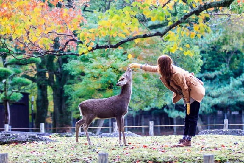 Kyoto/Osaka: Nara, Fushimi Inari Taisha, Arashiyama Bus Tour - Price and value: what $52 gets you, and where the costs show up
