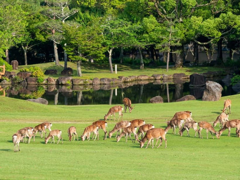 Kyoto/Osaka: Nara, Fushimi Inari Taisha, Arashiyama Bus Tour - What the guide does for you (and why that matters)