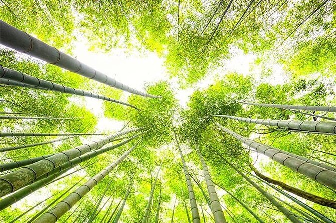 Kyoto, Osaka, Nara Private Tour by Car English Driver Guide - Staying on schedule without feeling trapped