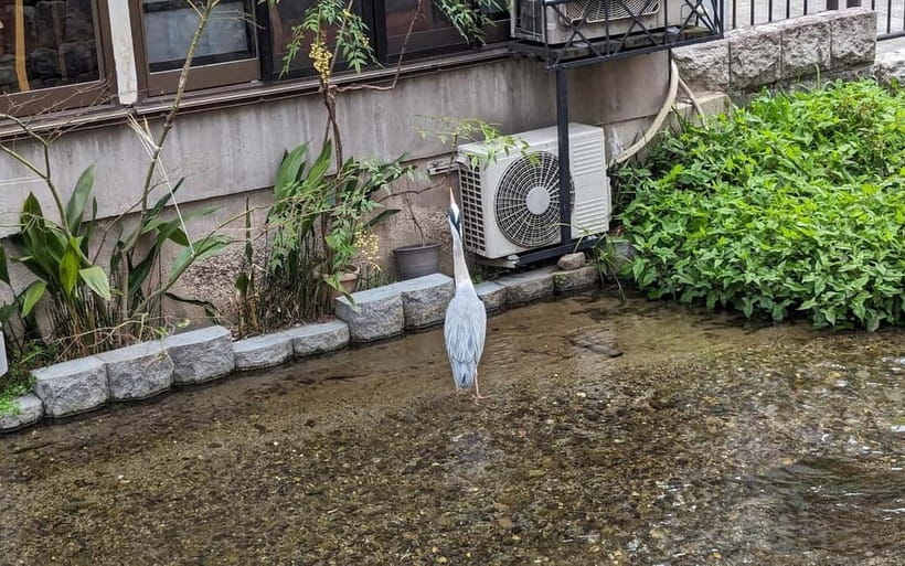 Kyoto: Personalize, private tour (3h, 5h, 8h) [W/Car Option] - Sunset Timing: A Practical Way to Upgrade the Vibe