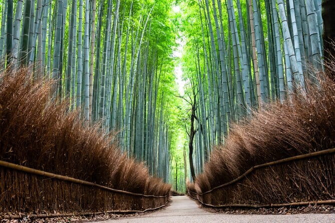 Kyoto: Private City Highlights Tour by Car - Who this private Kyoto highlights tour is best for