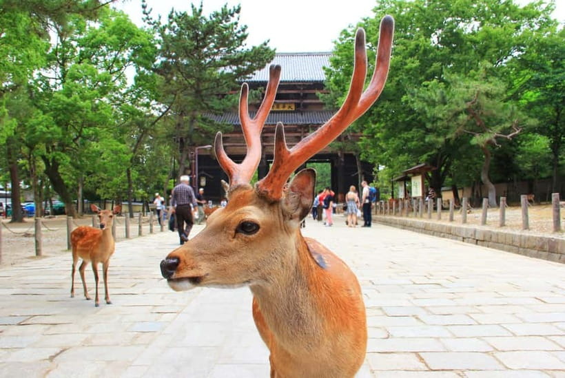 Kyoto: Private Customizable Day Tour with Guide and Vehicle - Stop 2, Kinkaku-ji Golden Pavilion
