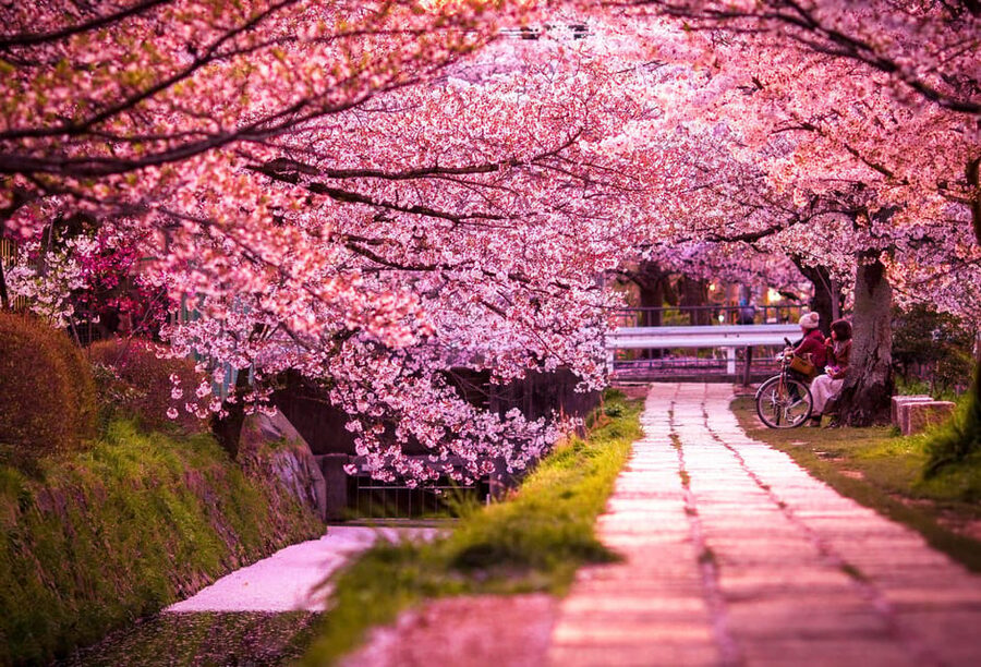 Kyoto: Private Customizable Guided tour with Luxury Vehicle - Kinkaku-ji Golden Temple: the classic stop, done efficiently