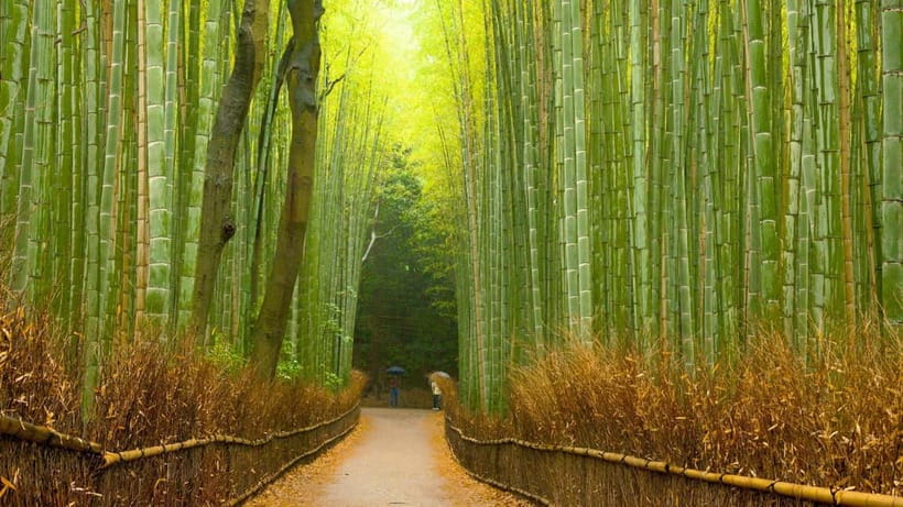 Kyoto: Private Day Tour with English-Speaking Driver - Practical details that affect your day