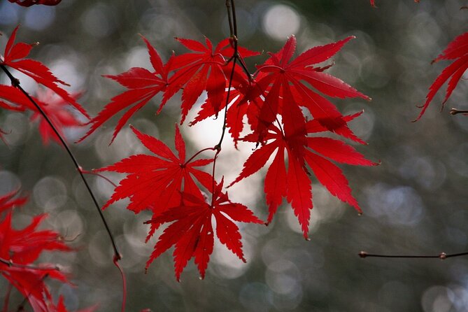 Kyoto: Private Flexible 3 hours tour with a local guide - Key Things That Make This Kyoto Tour Work