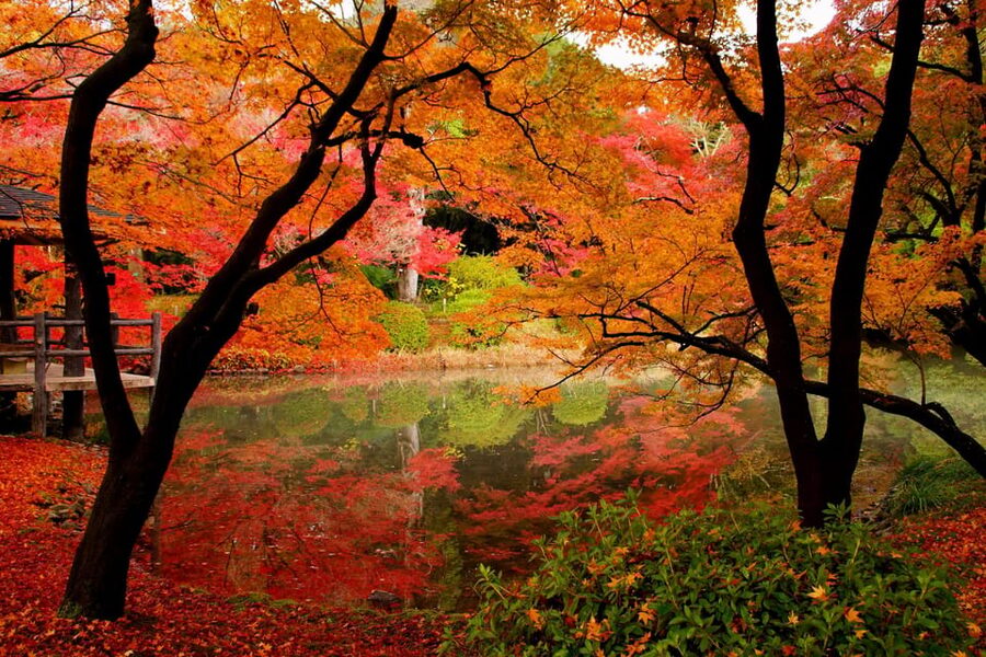 Kyoto: Private Full-Day Customizable World Heritage Tour - How Your Guide Helps You Customize the Route Without Wasting Time
