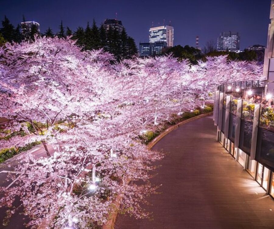 Kyoto: Private Highlights Tour with Guide and Luxury Vehicle - Sanjusangen-do and Gion: cultural context without the long museum slog