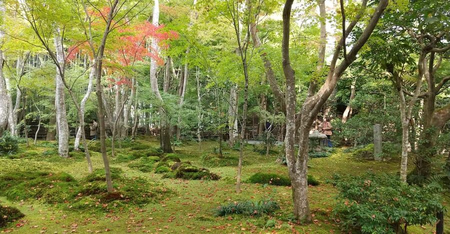 Kyoto:Quiet Arashiyama and Sagano Temples - Key highlights you will feel on this walk