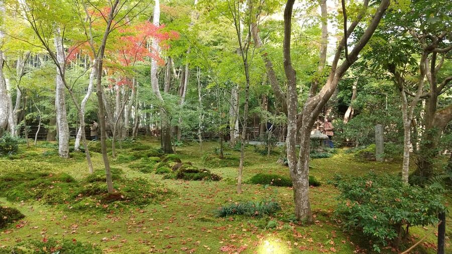 Kyoto:Quiet Arashiyama and Sagano Temples - Why Arashiyama and Sagano feel different on a quieter guided loop