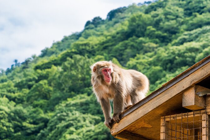 Kyoto's Top City Highlights: 2-Day Private Tour Experience - Stop-by-Stop Reality Check, So You Know What You Are Getting