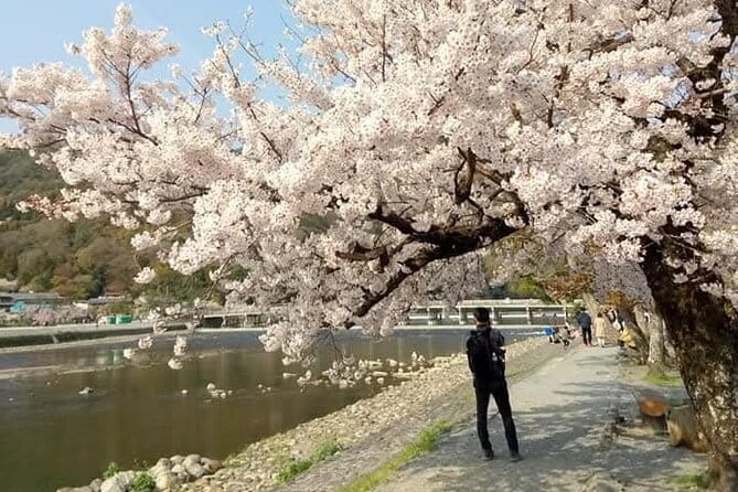 Kyoto Sakura & Hidden Gems of Timeless Tradition - Starting at Karasuma Station, Then Heading for the Quiet