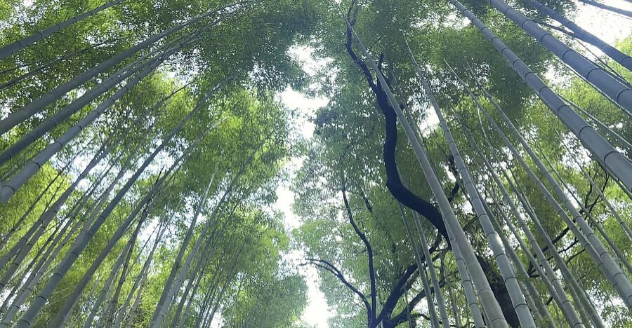 Kyoto: The Heart of Arashiyama, Bamboo Forests and Sacred Temples - The Ride to Arashiyama: 20 Minutes by Train, Then a Short Bus Step