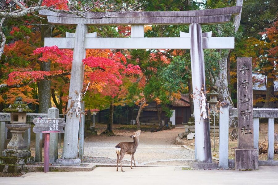 Kyoto to Nara: Private Day Trip with a Local - Price and value: what $367 per person actually buys