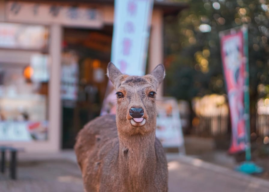 Kyoto to Nara: Private Day Trip with a Local - Nara’s 8th-century spiritual center, plus the stops you choose