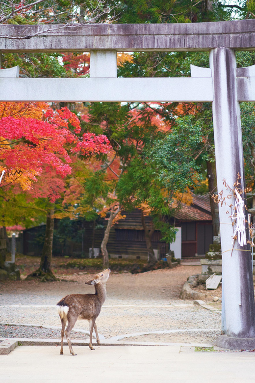 Kyoto to Nara: Private Day Trip with a Local - Kasuga-Taisha lantern walk, and why timing and pace matter