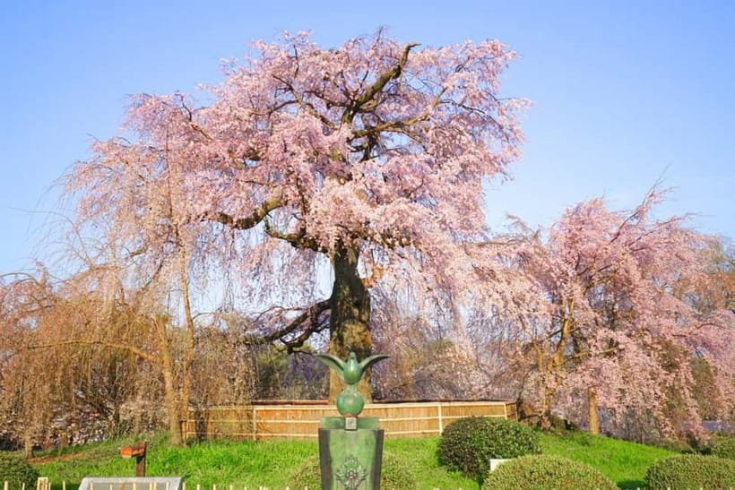 Kyoto Unveiled: Private Tour of Heritage, Beauty & Spirit - Why This Kyoto Tour Feels Worth It, Even at 2 Hours