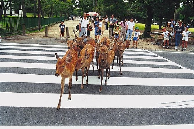 Nara Afternoon Tour from Kyoto or Osaka - Key things that make this Nara afternoon tour worth your time